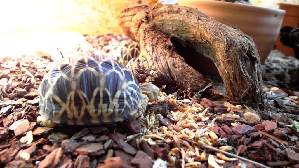 Burmese Star Tortoise