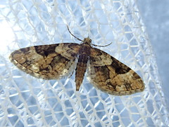 Eupithecia daemionata