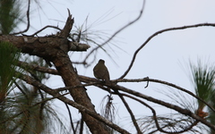 Ficedula westermanni
