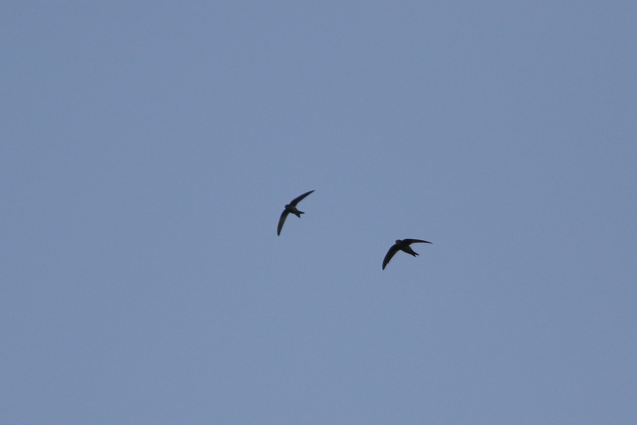 Fork-tailed Swift