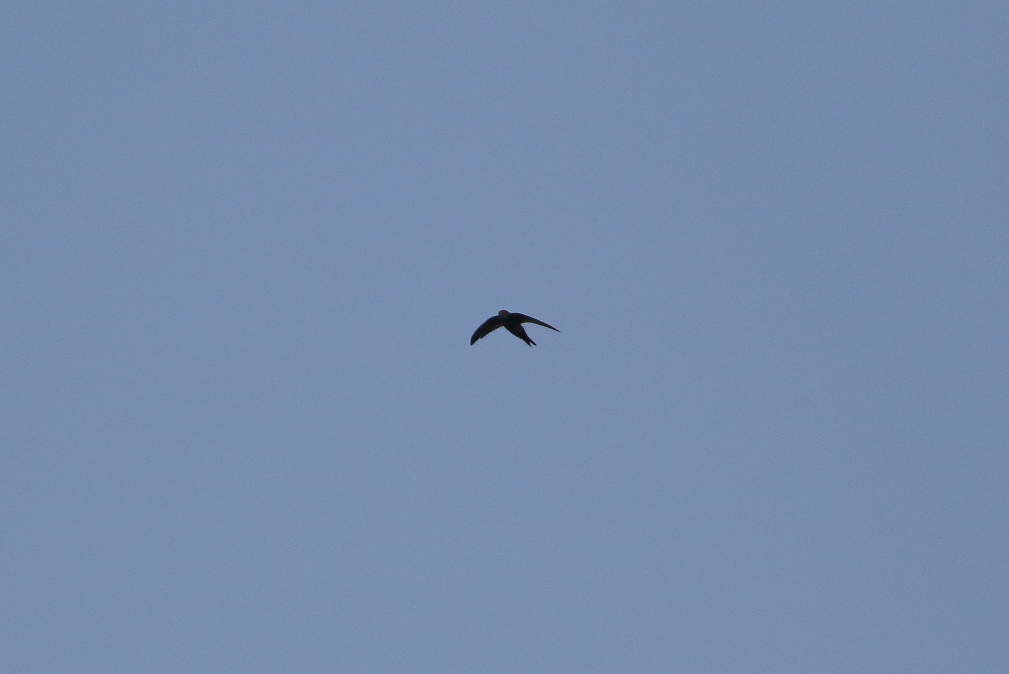 Fork-tailed Swift