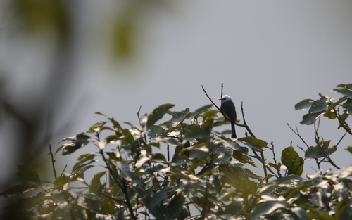 White-headed Bulbul (Hypsipetes thompsoni), photo 6