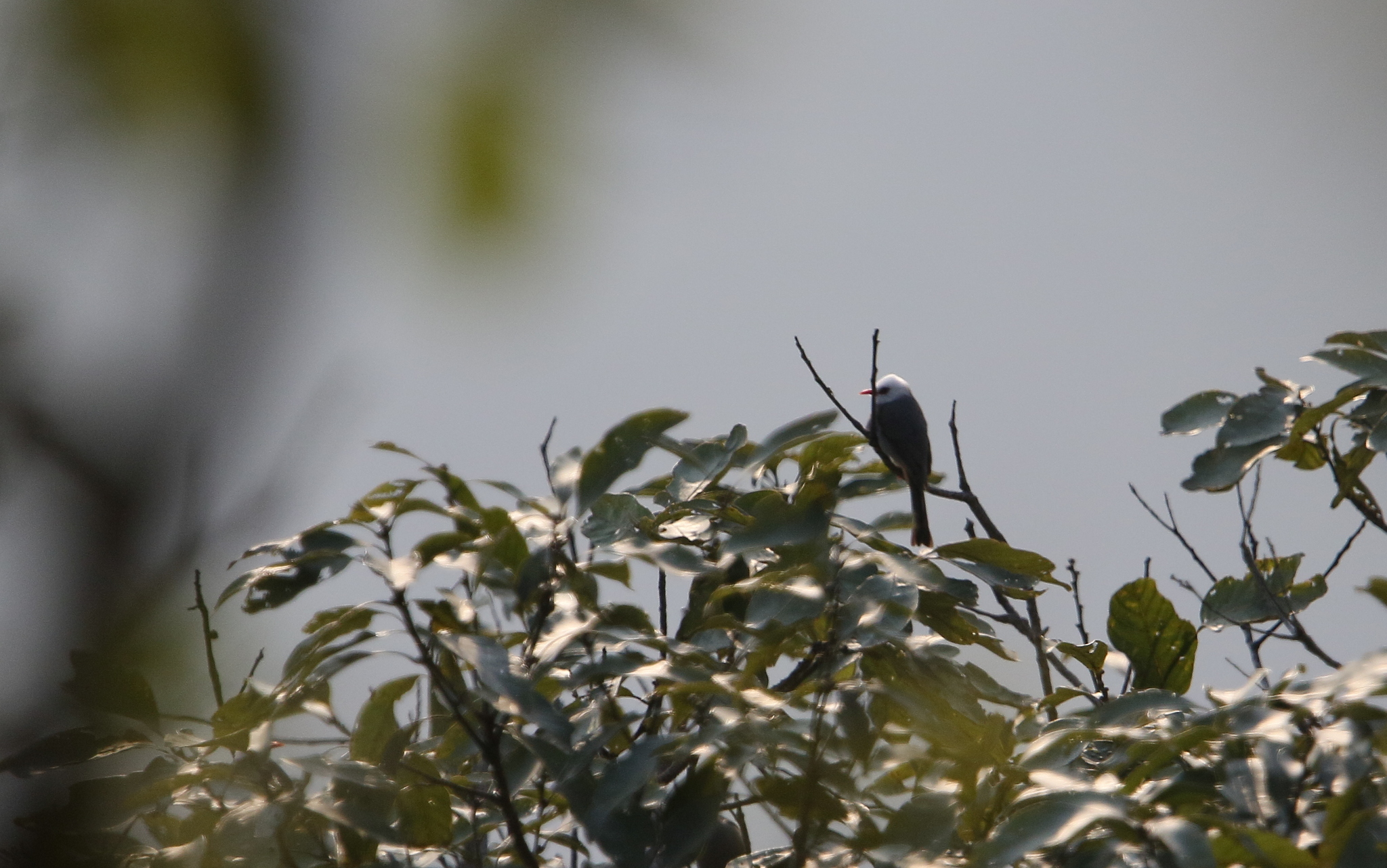 White-headed Bulbul