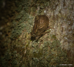 Cotylana angustifrons