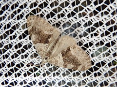 Trichopteryx ussurica