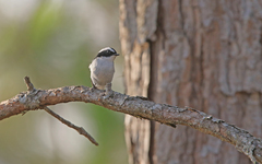 Ficedula westermanni