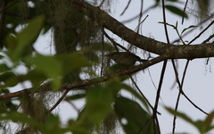 Phylloscopus humei