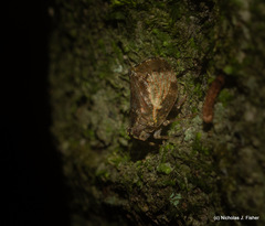 Cotylana angustifrons