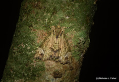 Tamba conscripta