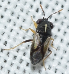 Geocoris lineolus