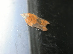 Acleris emargana