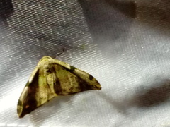Achrosis pulchricolor