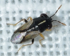 Geocoris lineolus
