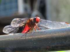 Orthetrum chrysis
