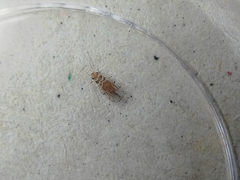 Hemiptera