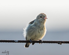 Dicaeum erythrorhynchos