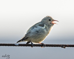 Dicaeum erythrorhynchos