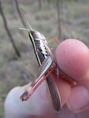 Macrotona picta