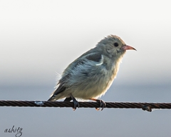 Dicaeum erythrorhynchos