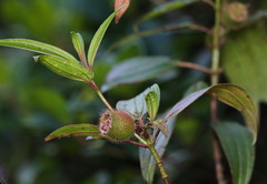 Melastoma sanguineum