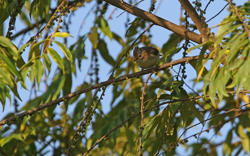 Striated Yuhina (Staphida castaniceps)