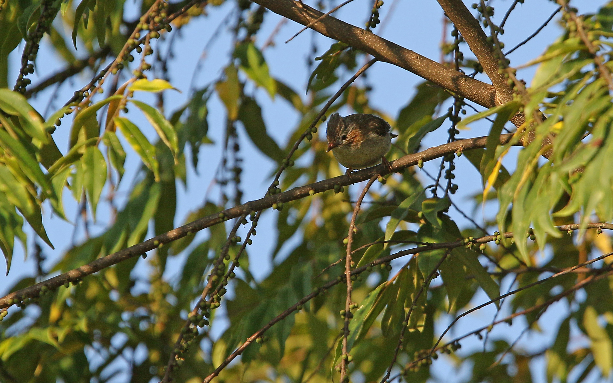 Striated Yuhina (Staphida castaniceps)