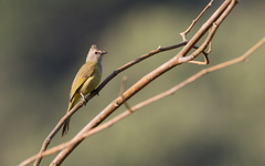 Pycnonotus flavescens