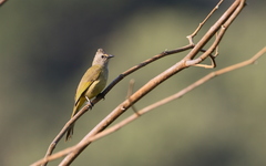Pycnonotus flavescens