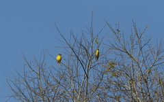 Mycerobas melanozanthos