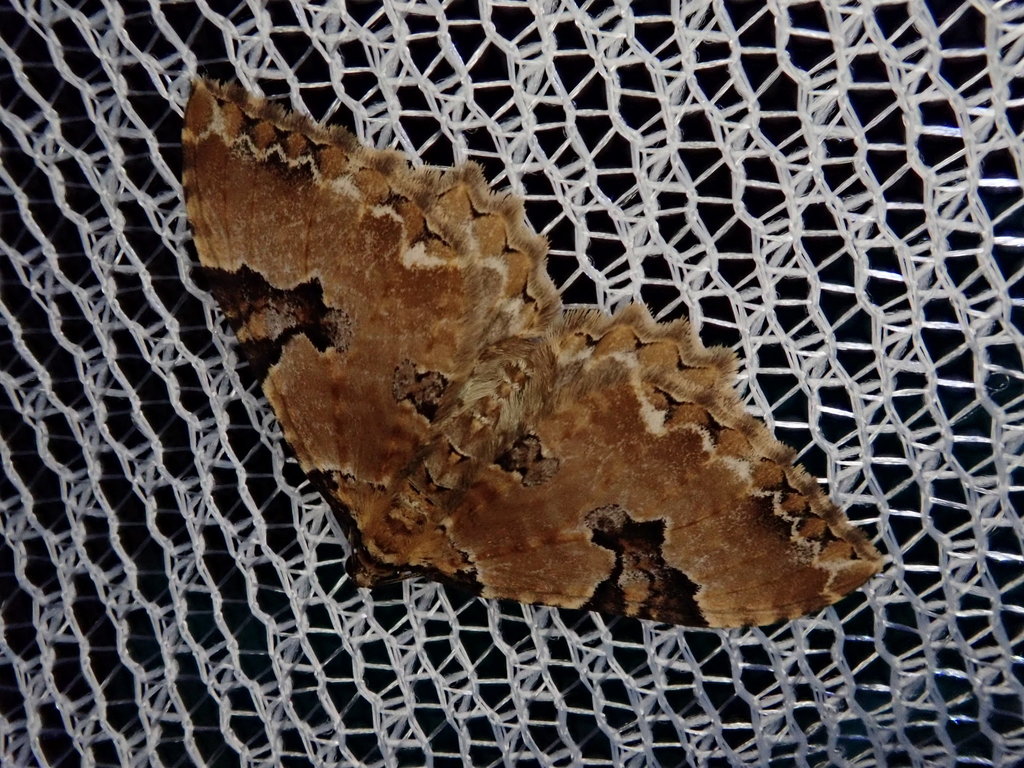Rheumaptera hedemannaria