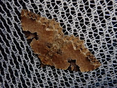 Rheumaptera hedemannaria