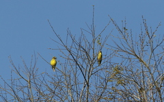 Mycerobas melanozanthos