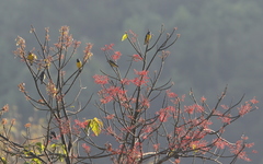 Mycerobas melanozanthos