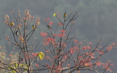 Mycerobas melanozanthos