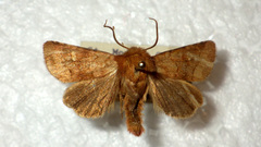 Eriopygodes imbecilla