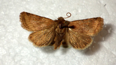 Eriopygodes imbecilla