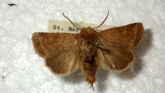 Eriopygodes imbecilla