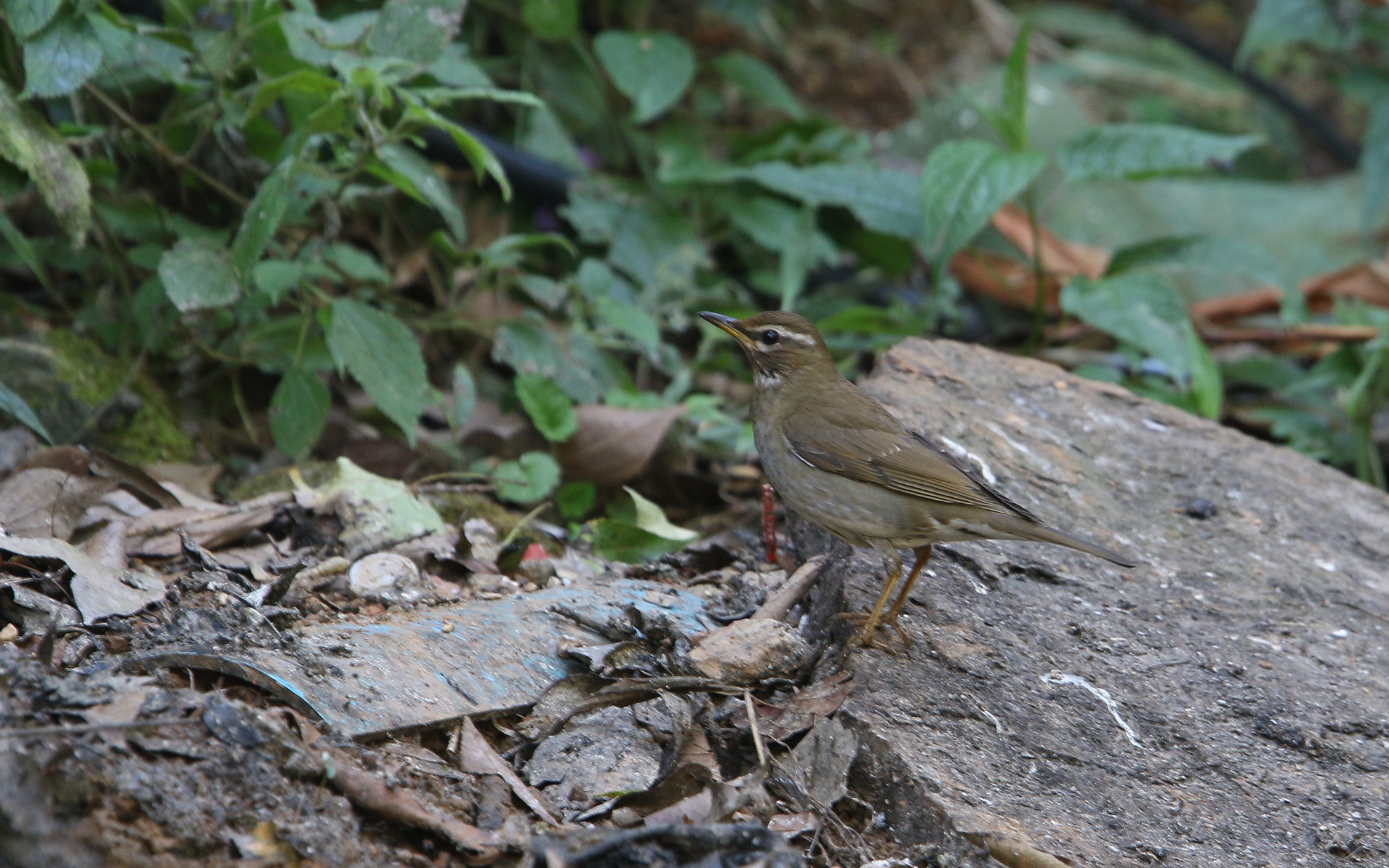 Grey-sided Thrush