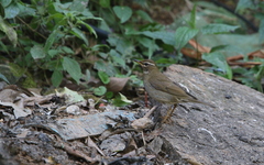 Turdus feae