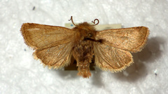 Eriopygodes imbecilla