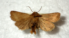 Eriopygodes imbecilla