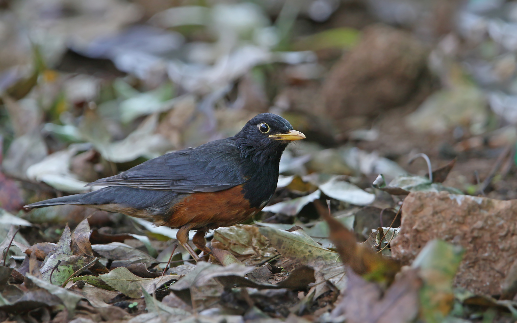 Black-breasted Thrush illustration