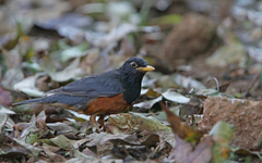 Turdus dissimilis