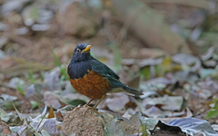 Turdus dissimilis