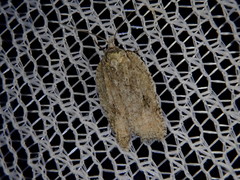 Acleris filipjevi