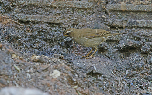 Grey-sided Thrush (Turdus feae), photo 5