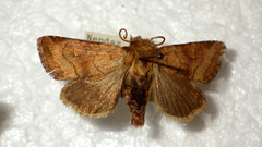 Eriopygodes imbecilla