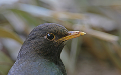 Turdus dissimilis