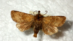 Eriopygodes imbecilla