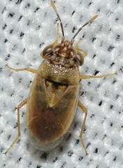 Geocoris phaeopterus